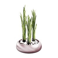 Gandiablasco - SAHARA - Sansevieria D