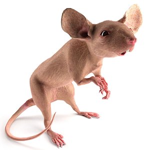 Fancy Mouse