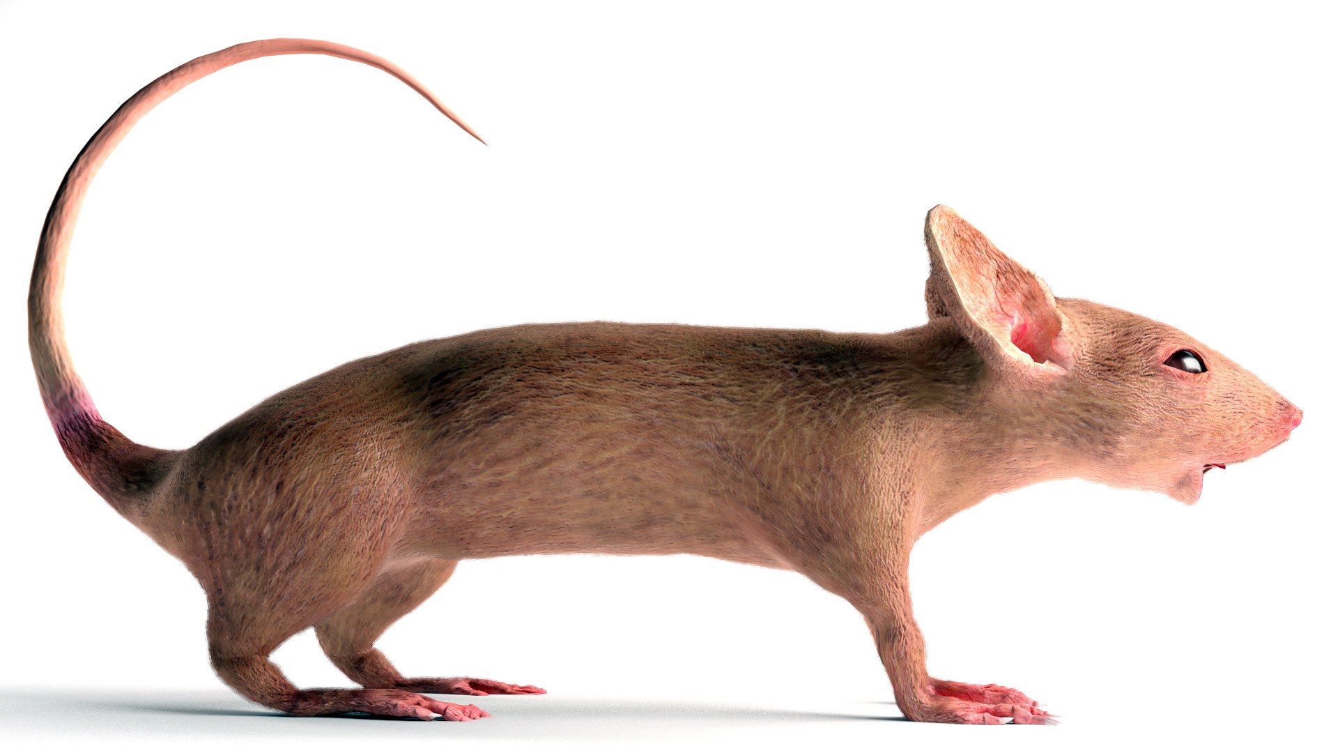 fancy mouse 3D model https://p.turbosquid.com/ts-thumb/AP/y4ZyVA/wqJDNHht/evansissonmouse6/jpg/1546830967/1920x1080/fit_q87/bcc3d00fd1798604feeebe3cef46ccd50d6ee572/evansissonmouse6.jpg
