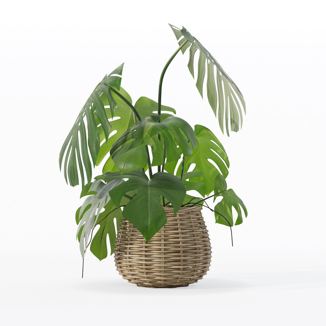 Monstera in rattan flower pot 3D model https://p.turbosquid.com/ts-thumb/AQ/1bjvUB/8G/90024/jpg/1707237679/1920x1080/fit_q87/7535c2bfe91b4e5d6dd60a398045d55b213afc0a/90024.jpg