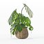 Monstera dans un pot de fleurs en rotin