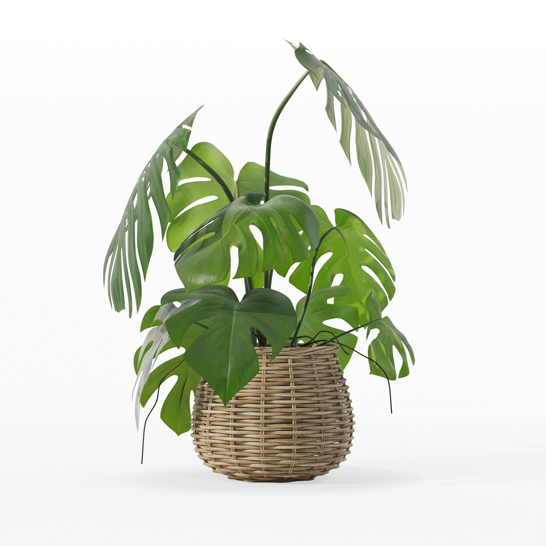 Monstera in rattan flower pot 3D model https://p.turbosquid.com/ts-thumb/AQ/1bjvUB/9q/90002/jpg/1707237659/1920x1080/fit_q87/df3f635fc9d83f3f4009889fb6cf85e72cc3aed5/90002.jpg