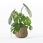 Monstera dans un pot de fleurs en rotin