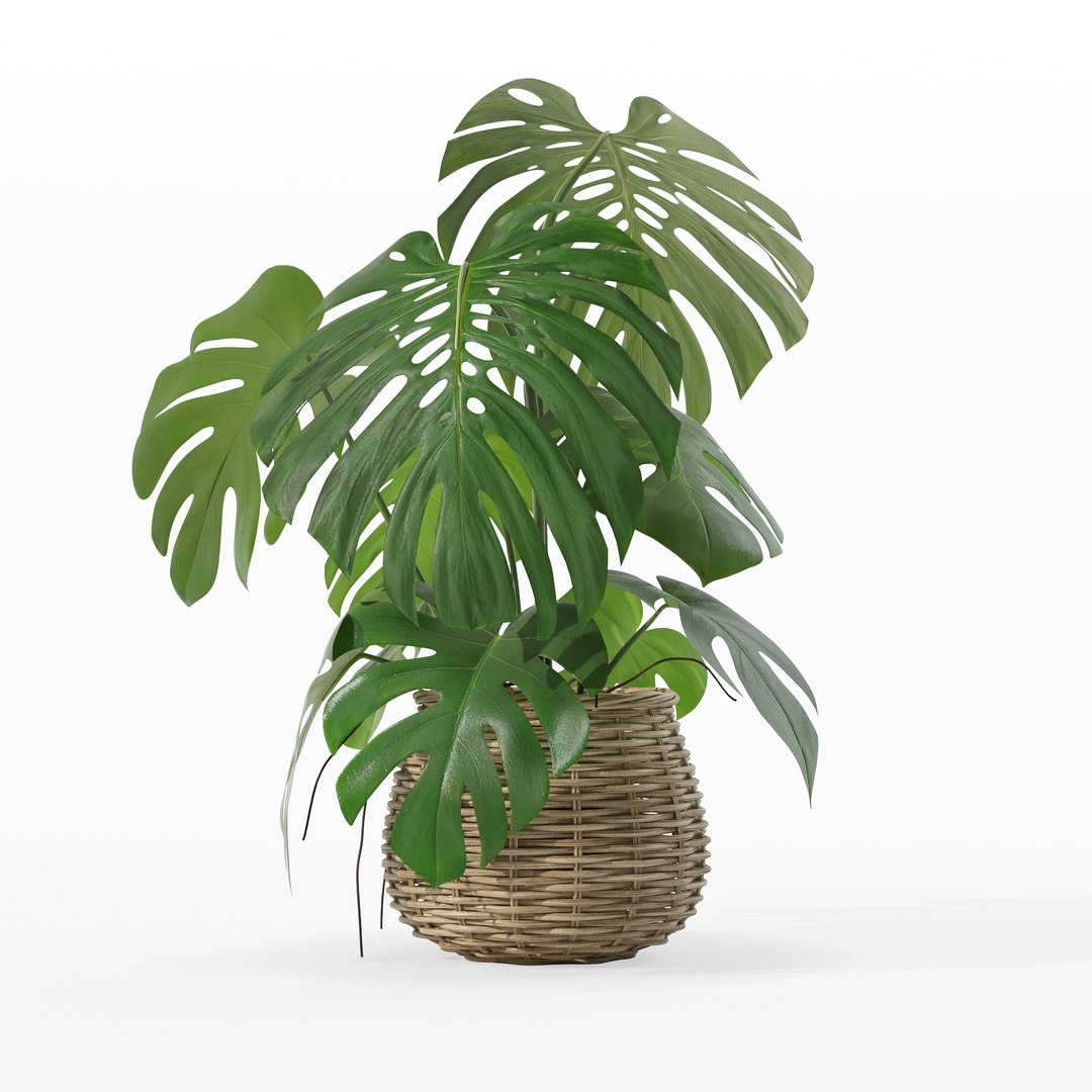 Monstera in rattan flower pot 3D model https://p.turbosquid.com/ts-thumb/AQ/1bjvUB/AV/90018/jpg/1707237673/1920x1080/fit_q87/65091a86ad90c1a77ae25eb3c4f3df93635a44d8/90018.jpg