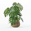 Monstera dans un pot de fleurs en rotin