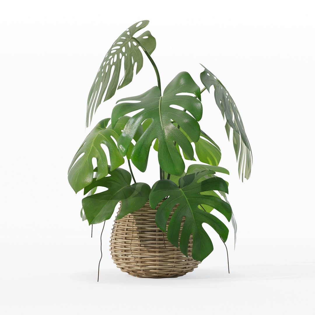 Monstera in rattan flower pot 3D model https://p.turbosquid.com/ts-thumb/AQ/1bjvUB/DC/90013/jpg/1707237669/1920x1080/fit_q87/39c58440e5687c2315cd65c631da2168562fc3bd/90013.jpg
