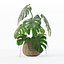 Monstera dans un pot de fleurs en rotin