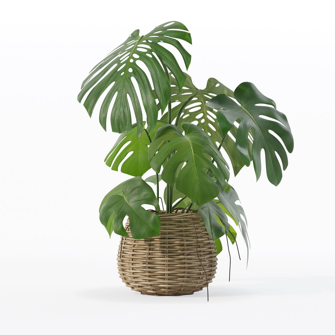 Monstera in rattan flower pot 3D model https://p.turbosquid.com/ts-thumb/AQ/1bjvUB/Fu/90010/jpg/1707237667/1920x1080/fit_q87/2ac3f4a9701fad39d02c2716f6f915133dba2e55/90010.jpg