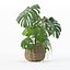 Monstera dans un pot de fleurs en rotin