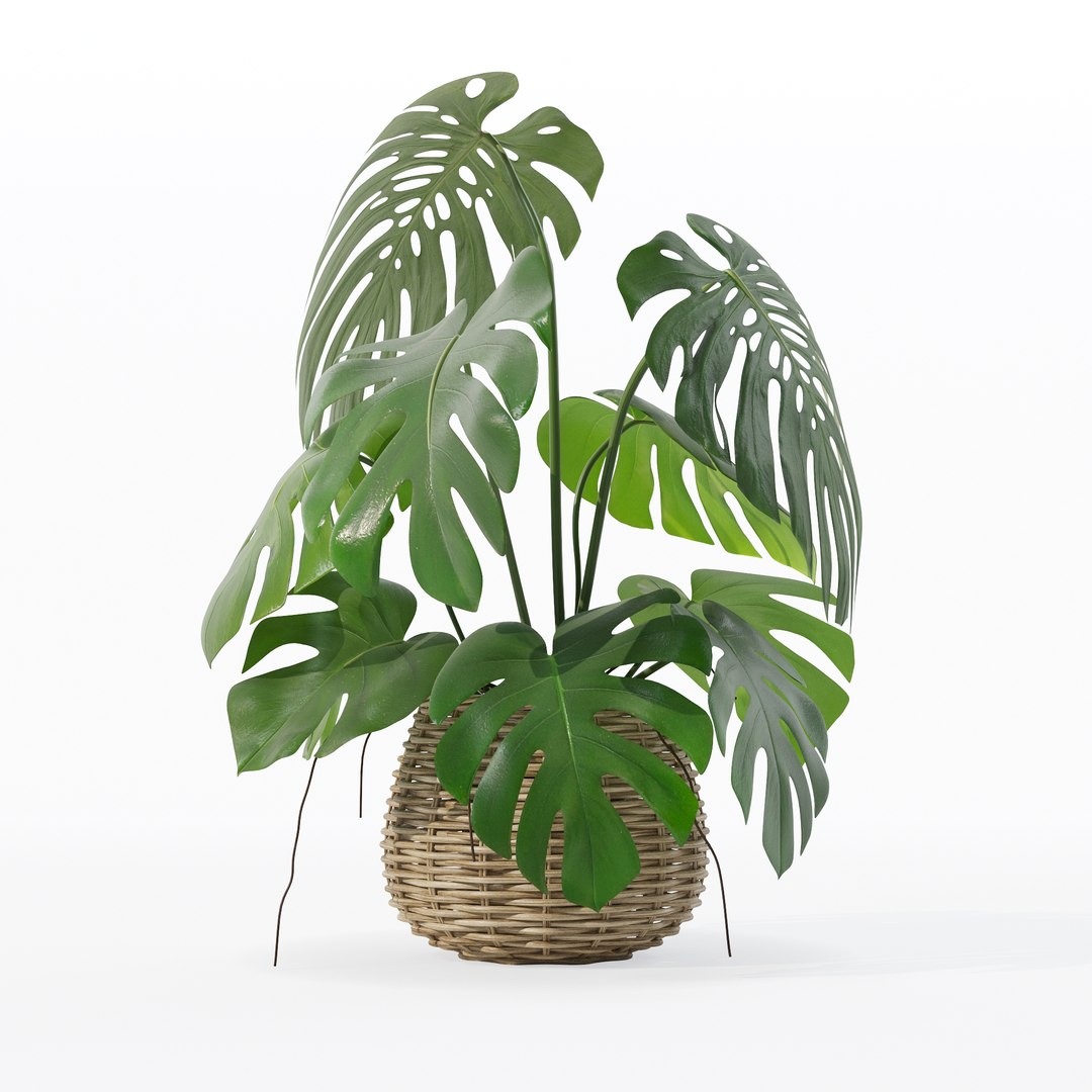 Monstera in rattan flower pot 3D model https://p.turbosquid.com/ts-thumb/AQ/1bjvUB/KW/90014/jpg/1707237671/1920x1080/fit_q87/98b11403d7876d5386055337249e5142028db772/90014.jpg