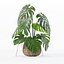 Monstera dans un pot de fleurs en rotin