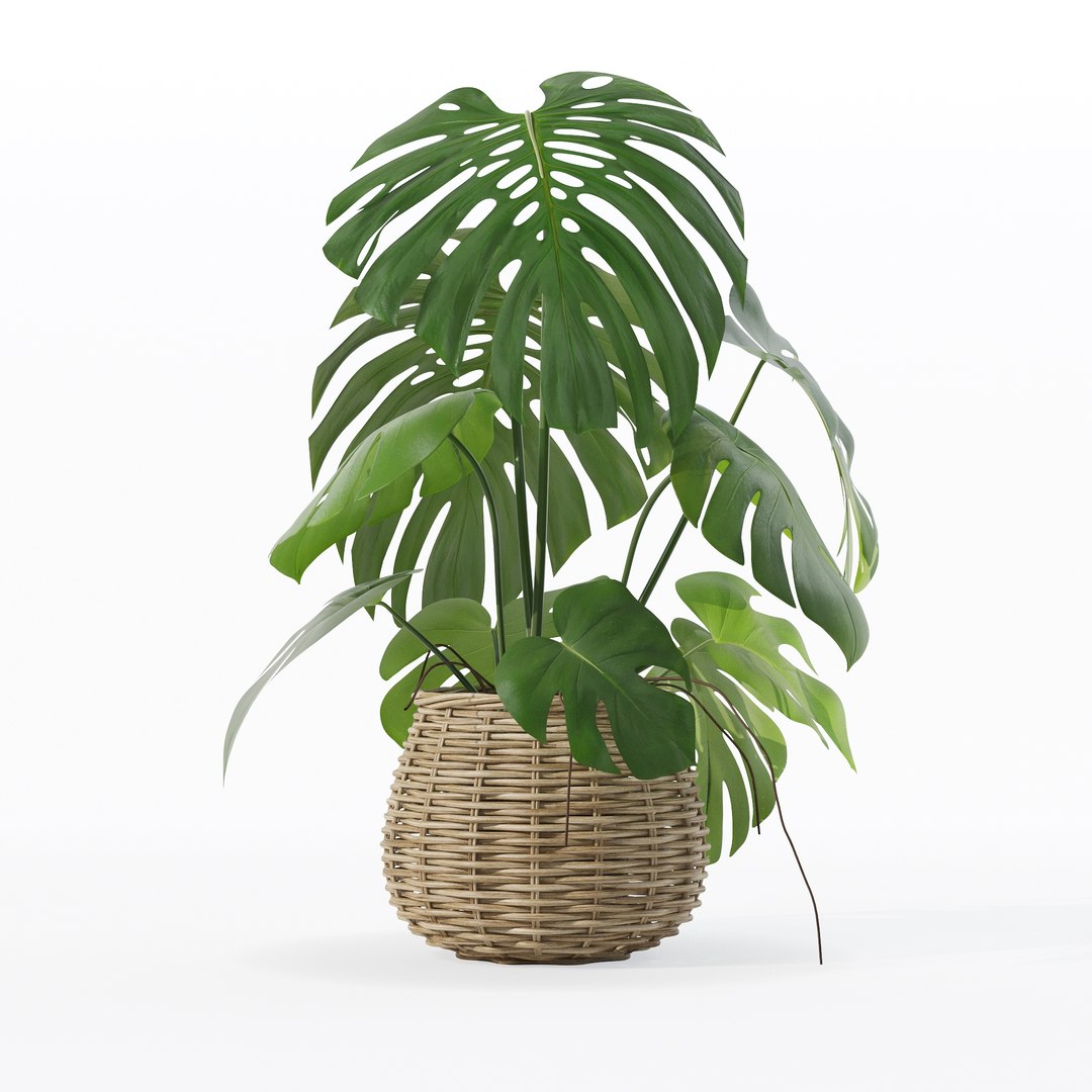 Monstera in rattan flower pot 3D model https://p.turbosquid.com/ts-thumb/AQ/1bjvUB/LV/90008/jpg/1707237664/1920x1080/fit_q87/cdd978e0a2423681f8732cba33f9a10a5fdcc276/90008.jpg