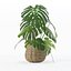 Monstera dans un pot de fleurs en rotin