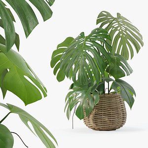 Monstera in rattan flower pot 3D model