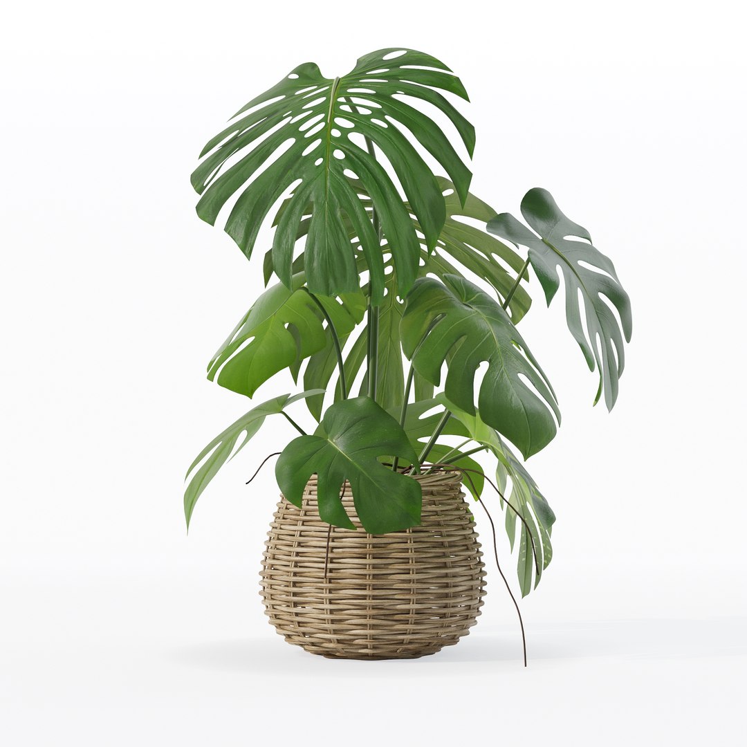 Monstera in rattan flower pot 3D model https://p.turbosquid.com/ts-thumb/AQ/1bjvUB/OK/90009/jpg/1707237667/1920x1080/fit_q87/b41b3af3b6cd5ce5a17b87ce21cb72cbf9fadd10/90009.jpg