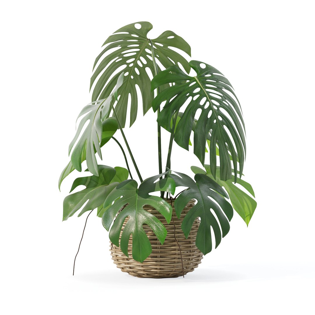 Monstera in rattan flower pot 3D model https://p.turbosquid.com/ts-thumb/AQ/1bjvUB/PX/4/jpg/1707237632/1920x1080/fit_q87/19341f6eb07431b66fdb6c2802534de110b8258d/4.jpg