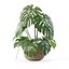 Monstera dans un pot de fleurs en rotin