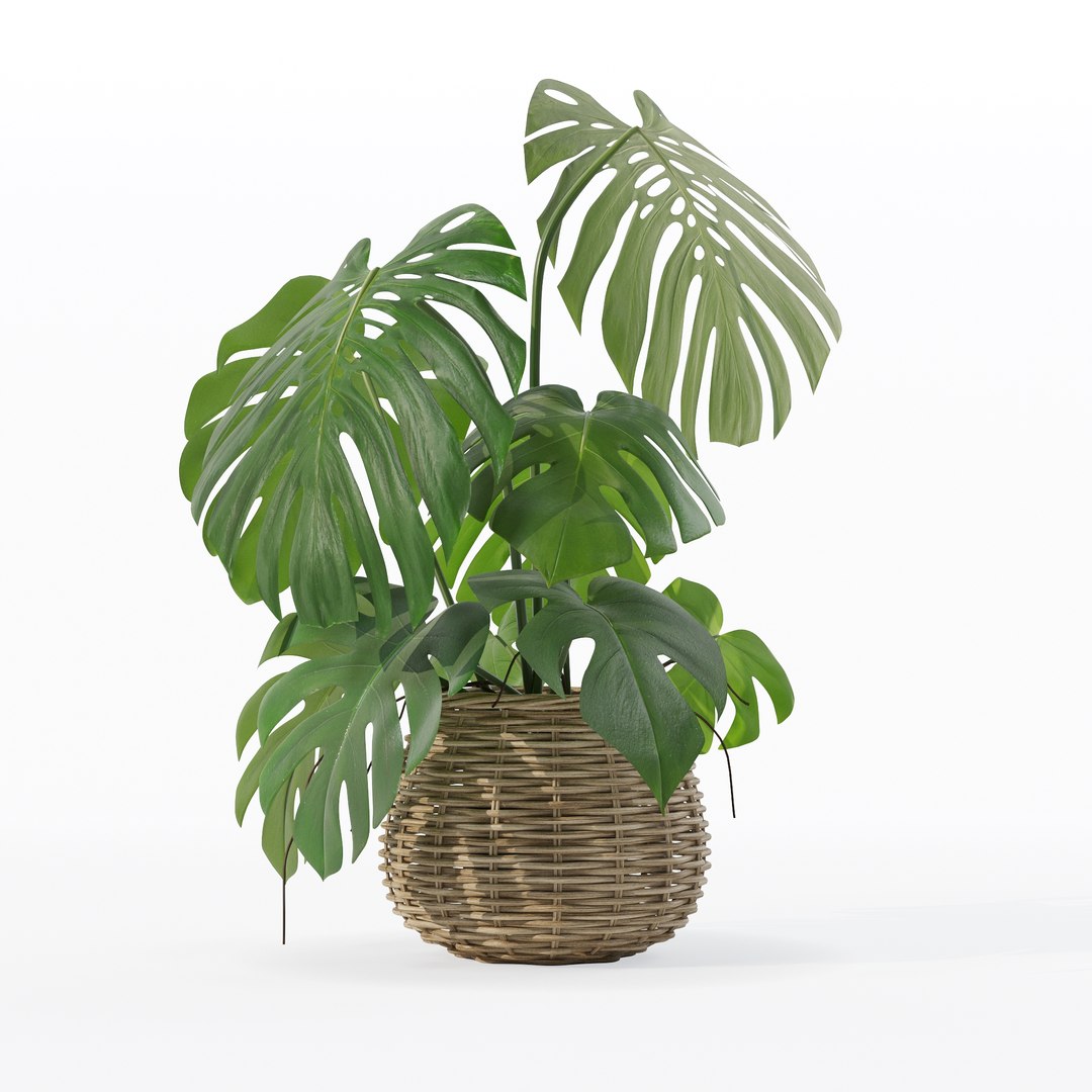 Monstera in rattan flower pot 3D model https://p.turbosquid.com/ts-thumb/AQ/1bjvUB/Ux/90020/jpg/1707237677/1920x1080/fit_q87/dbcdb89aa9cbdeb38ce895ed0ad7b656fdd8f9b0/90020.jpg