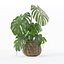Monstera dans un pot de fleurs en rotin