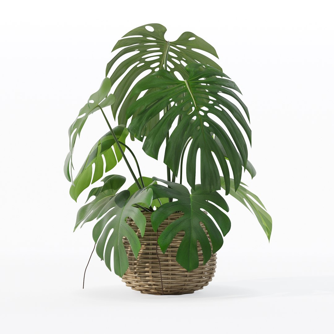 Monstera in rattan flower pot 3D model https://p.turbosquid.com/ts-thumb/AQ/1bjvUB/a5/90016/jpg/1707237674/1920x1080/fit_q87/76b967f203a2ae2681bfb84219fd4ac76bdbefaa/90016.jpg