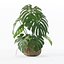 Monstera dans un pot de fleurs en rotin