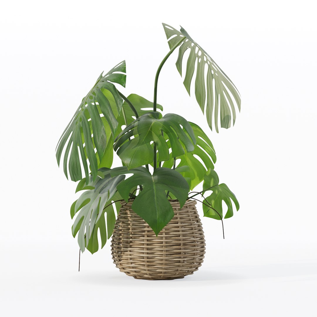 Monstera in rattan flower pot 3D model https://p.turbosquid.com/ts-thumb/AQ/1bjvUB/cn/90022/jpg/1707237678/1920x1080/fit_q87/4988d3bfb2af26b73a95e00676f4f522d3dc14f2/90022.jpg