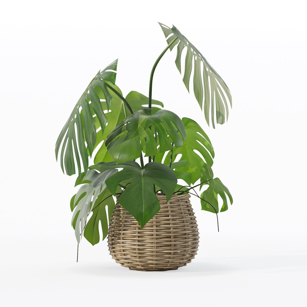 Monstera in rattan flower pot 3D model https://p.turbosquid.com/ts-thumb/AQ/1bjvUB/dz/90023/jpg/1707237680/1920x1080/fit_q87/adeaf1008ad7f6669d324d13ff24266be936728c/90023.jpg
