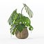 Monstera dans un pot de fleurs en rotin