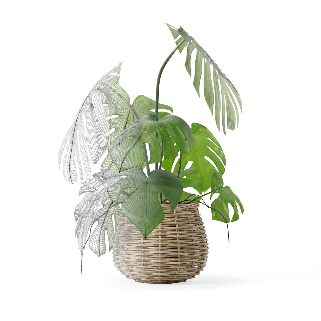 Monstera in rattan flower pot 3D model https://p.turbosquid.com/ts-thumb/AQ/1bjvUB/gj/7/jpg/1707237635/1920x1080/fit_q87/51e1bb4004b6f087b79fc0b3ad6c3c4e9a931daf/7.jpg