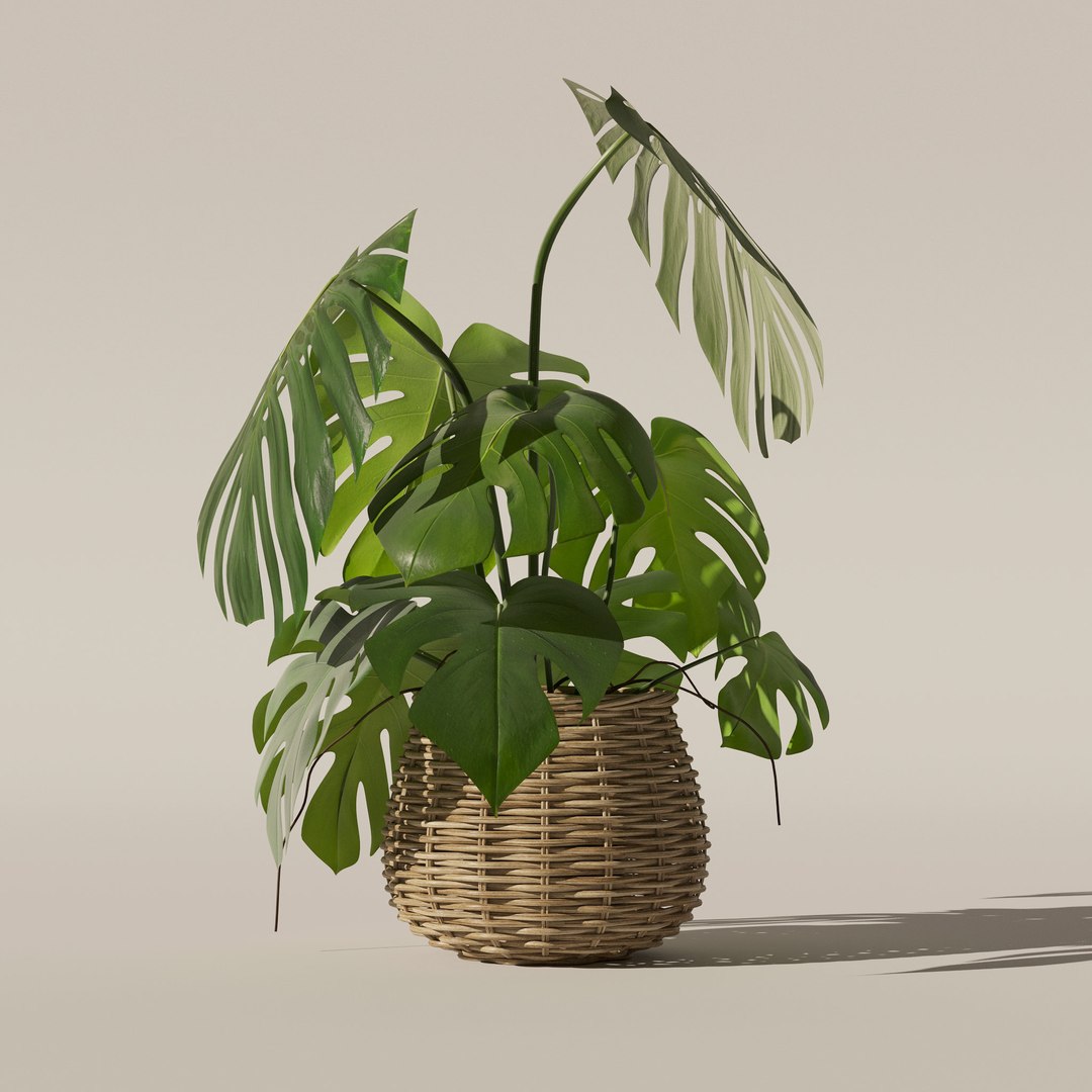 Monstera in rattan flower pot 3D model https://p.turbosquid.com/ts-thumb/AQ/1bjvUB/iu/1/jpg/1707237631/1920x1080/fit_q87/ea4c3ec1e7002b96e085060173b069b6b431a279/1.jpg