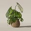 Monstera dans un pot de fleurs en rotin