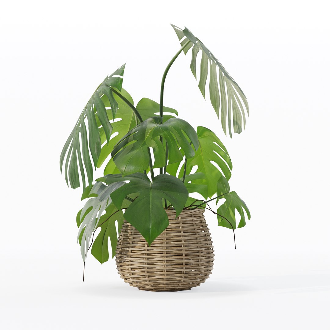 Monstera in rattan flower pot 3D model https://p.turbosquid.com/ts-thumb/AQ/1bjvUB/jw/90000/jpg/1707237657/1920x1080/fit_q87/f6aa17de4b5c5002b35df159eb616c03e281536a/90000.jpg