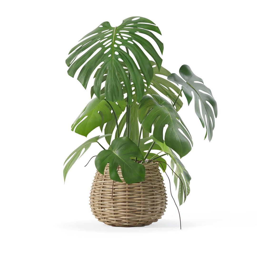 Monstera in rattan flower pot 3D model https://p.turbosquid.com/ts-thumb/AQ/1bjvUB/kp/5/jpg/1707237633/1920x1080/fit_q87/c3d8279da6cea3351aa2149bdf81a06c1ff8cf12/5.jpg