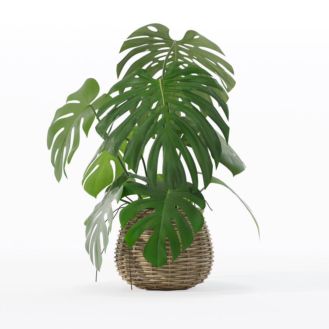 Monstera in rattan flower pot 3D model https://p.turbosquid.com/ts-thumb/AQ/1bjvUB/kp/90017/jpg/1707237675/1920x1080/fit_q87/4111eb5796fbfd84d4bbd0cb14797109d8659dc3/90017.jpg