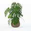 Monstera dans un pot de fleurs en rotin