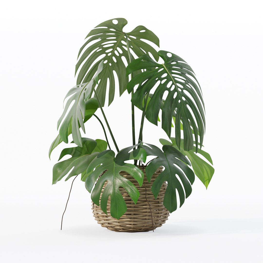 Monstera in rattan flower pot 3D model https://p.turbosquid.com/ts-thumb/AQ/1bjvUB/mn/90015/jpg/1707237671/1920x1080/fit_q87/26f249324665837ee32ad4ecf267798fc9ab36a2/90015.jpg