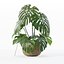 Monstera dans un pot de fleurs en rotin