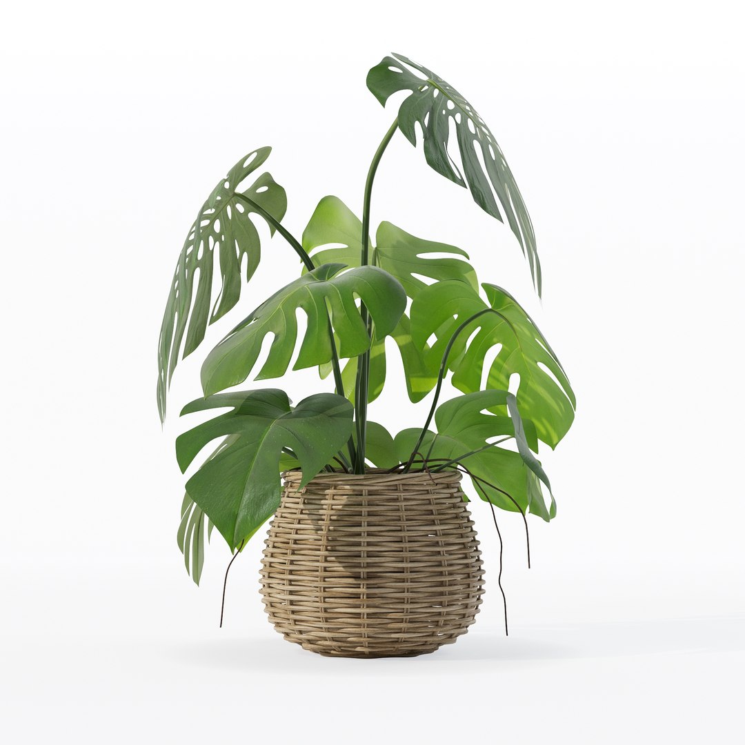 Monstera in rattan flower pot 3D model https://p.turbosquid.com/ts-thumb/AQ/1bjvUB/nZ/90004/jpg/1707237660/1920x1080/fit_q87/89ec0b7f66a9b4868d91bff66573d4a2df8325dd/90004.jpg