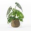 Monstera dans un pot de fleurs en rotin