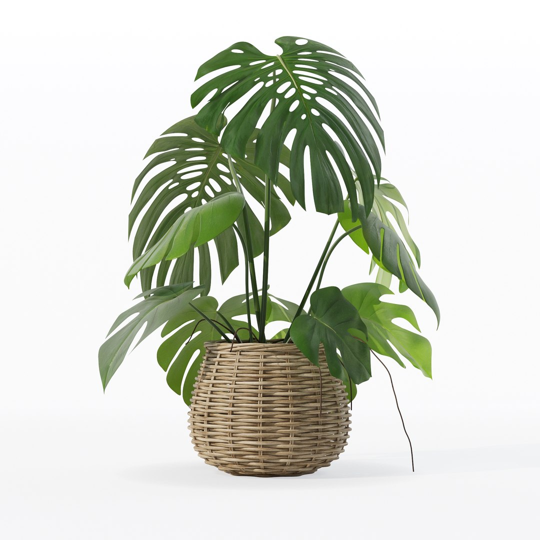 Monstera in rattan flower pot 3D model https://p.turbosquid.com/ts-thumb/AQ/1bjvUB/tG/90007/jpg/1707237664/1920x1080/fit_q87/e8f9320ca704324fc5163de483ad7007e6a6a0f8/90007.jpg