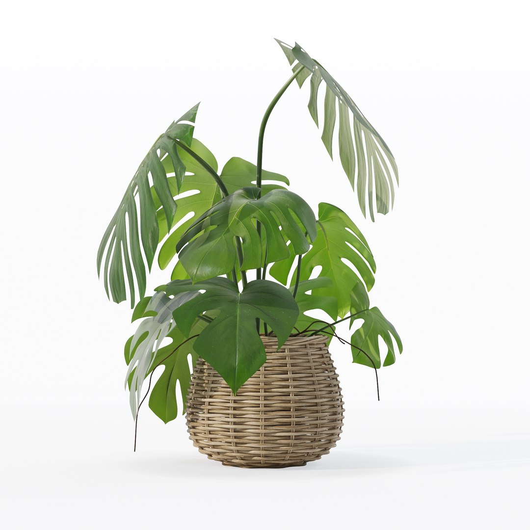 Monstera in rattan flower pot 3D model https://p.turbosquid.com/ts-thumb/AQ/1bjvUB/uE/90001/jpg/1707237659/1920x1080/fit_q87/0e4aa5978137c19f17a5547d83258253a1c795dc/90001.jpg