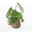 Monstera dans un pot de fleurs en rotin