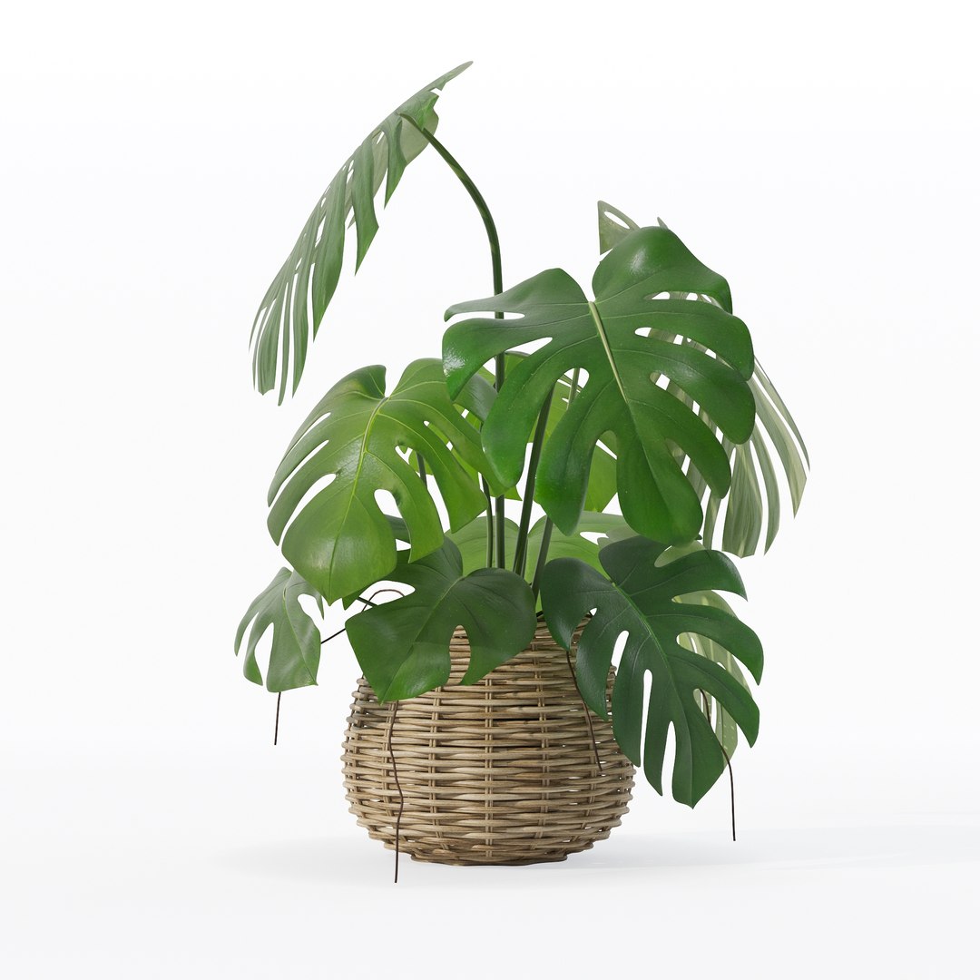 Monstera in rattan flower pot 3D model https://p.turbosquid.com/ts-thumb/AQ/1bjvUB/xh/90012/jpg/1707237671/1920x1080/fit_q87/31fe2595a8e107c83351c874b2a9a409808424fa/90012.jpg