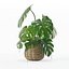 Monstera dans un pot de fleurs en rotin