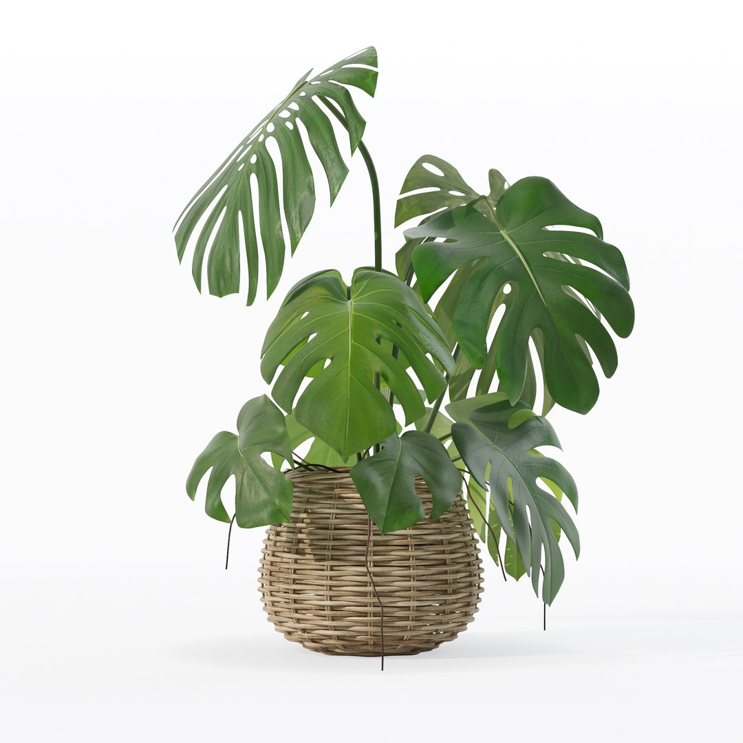 Monstera in rattan flower pot 3D model https://p.turbosquid.com/ts-thumb/AQ/1bjvUB/yQ/90011/jpg/1707237668/1920x1080/fit_q87/cd9c25872068ec91cb258ca734d6785775ab887f/90011.jpg