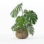 Monstera dans un pot de fleurs en rotin