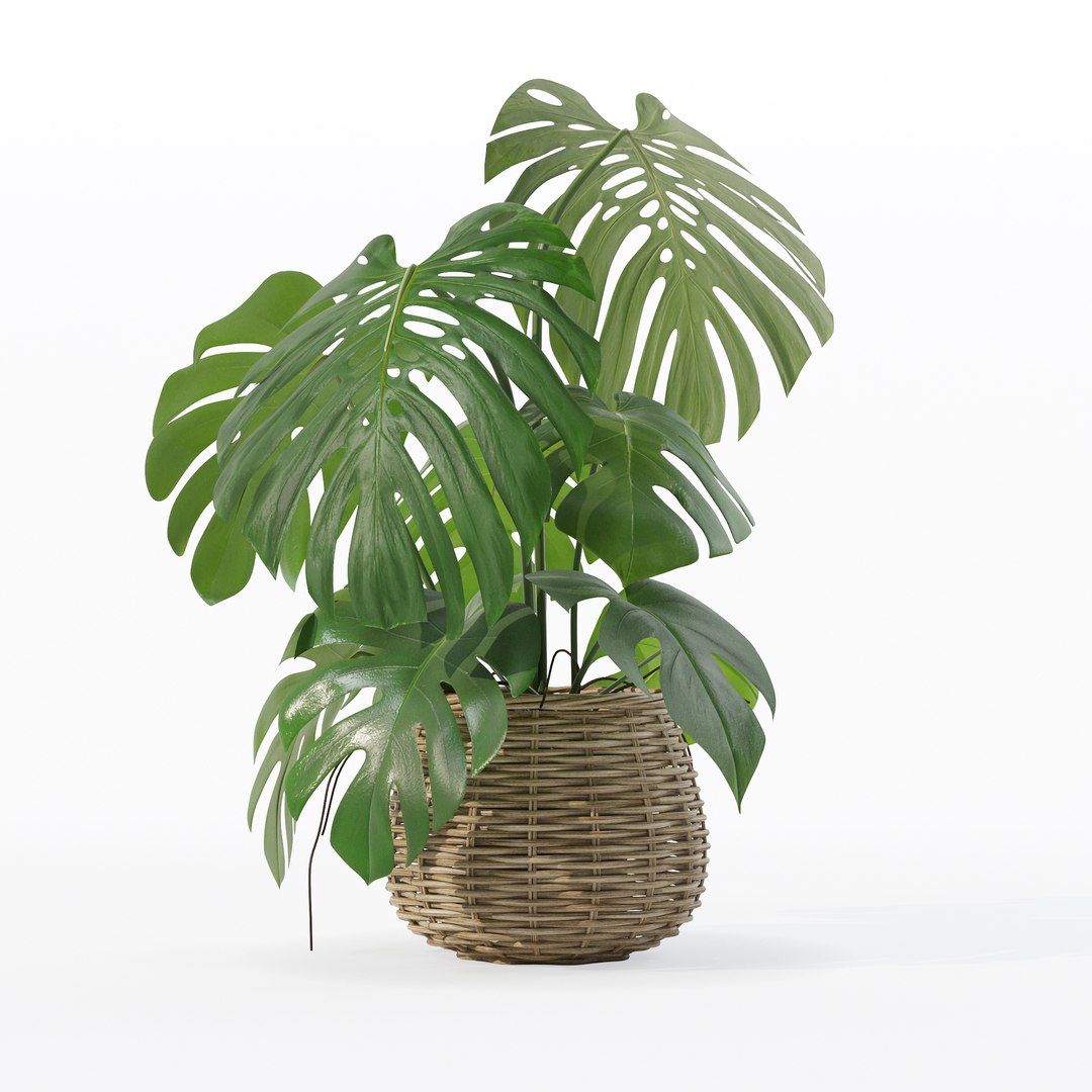 Monstera in rattan flower pot 3D model https://p.turbosquid.com/ts-thumb/AQ/1bjvUB/yw/90019/jpg/1707237676/1920x1080/fit_q87/3ebb0c0de77e6bb91fc8abe35a469d069f6b09a0/90019.jpg