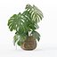 Monstera dans un pot de fleurs en rotin
