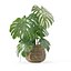 Monstera dans un pot de fleurs en rotin