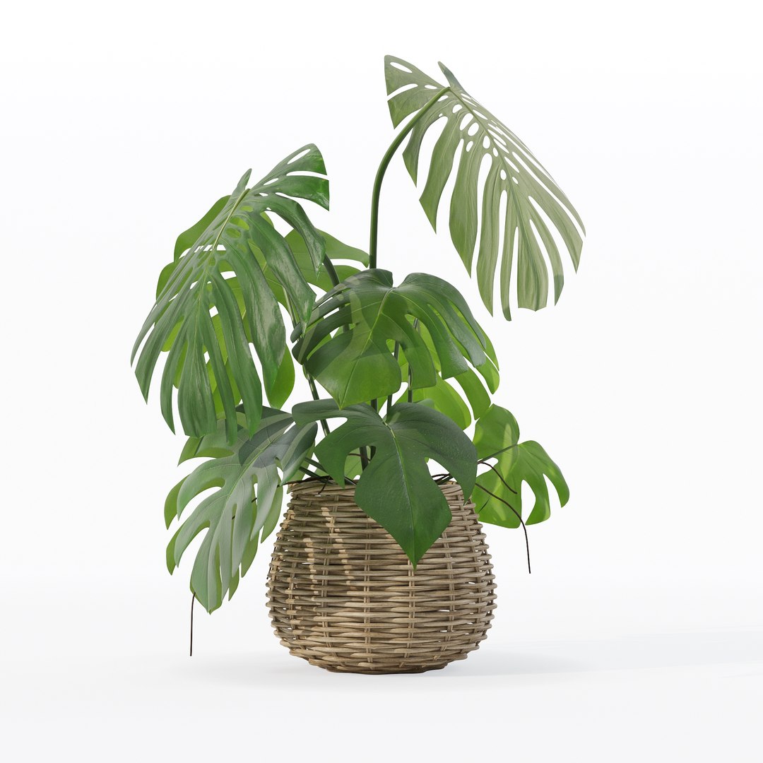 Monstera in rattan flower pot 3D model https://p.turbosquid.com/ts-thumb/AQ/1bjvUB/zB/90021/jpg/1707237679/1920x1080/fit_q87/5b9c118723a3279d4360ea6821e82b25879a8c23/90021.jpg